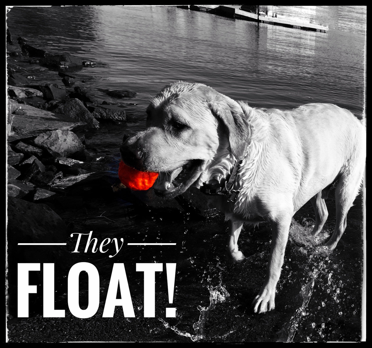 WUNDERball - Best Fetch Toy by WACKYstore