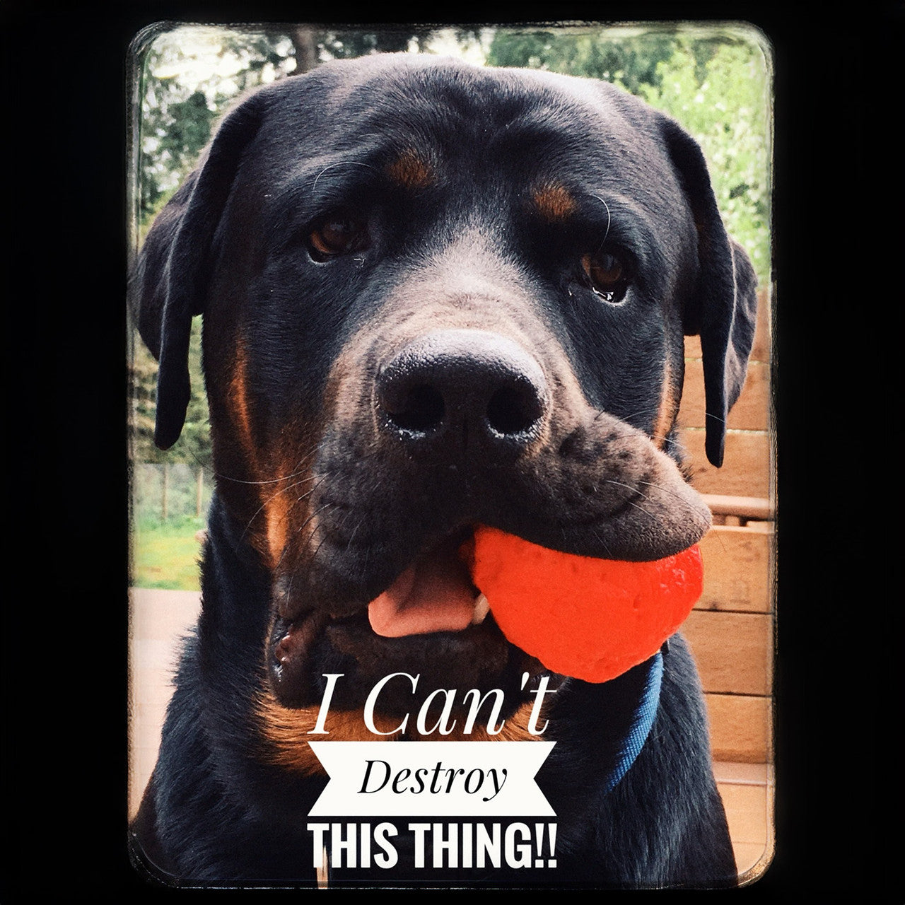 WUNDERball - Best Fetch Toy by WACKYstore