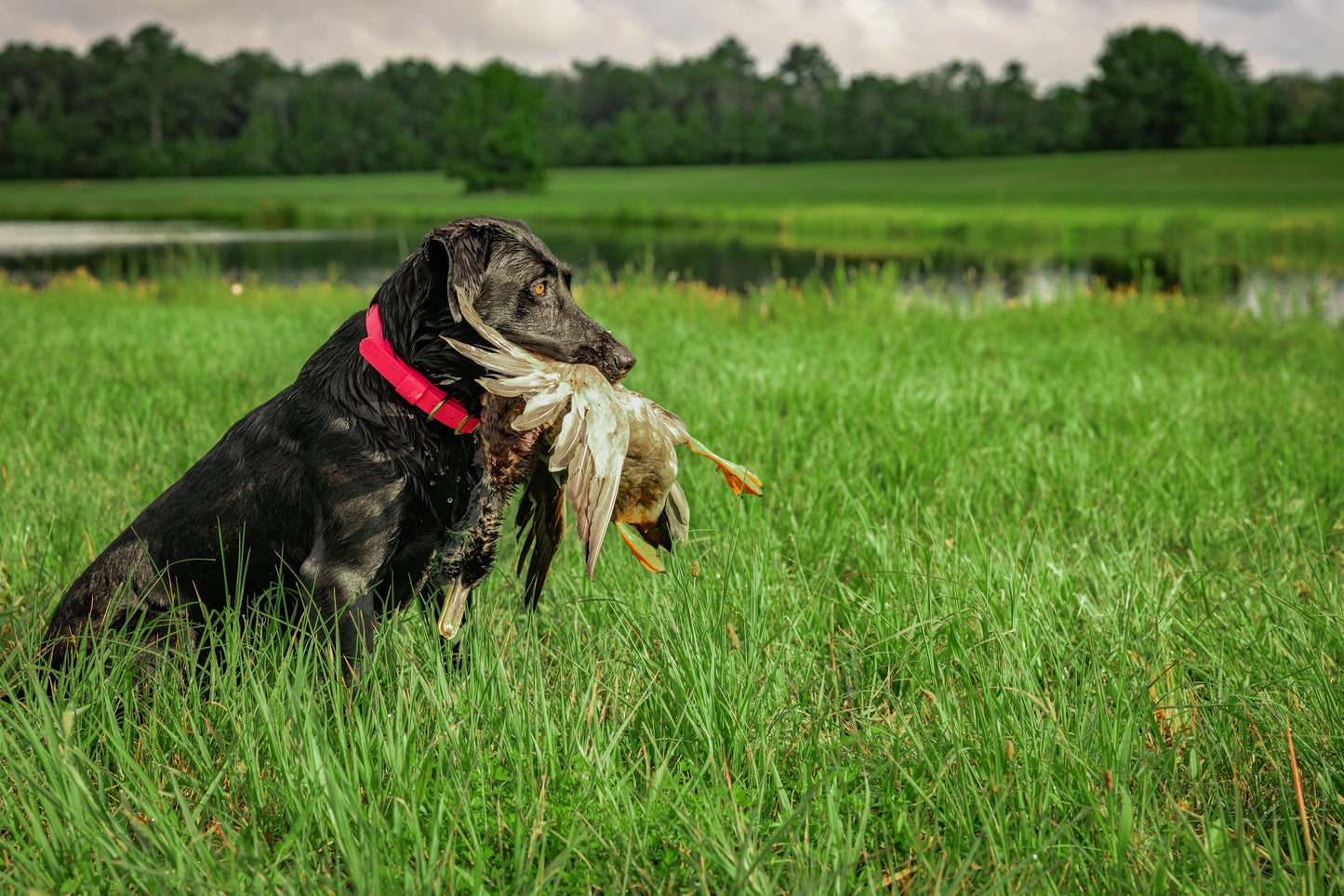 Barrows Dog Collar - Pink by Barrows Outdoor