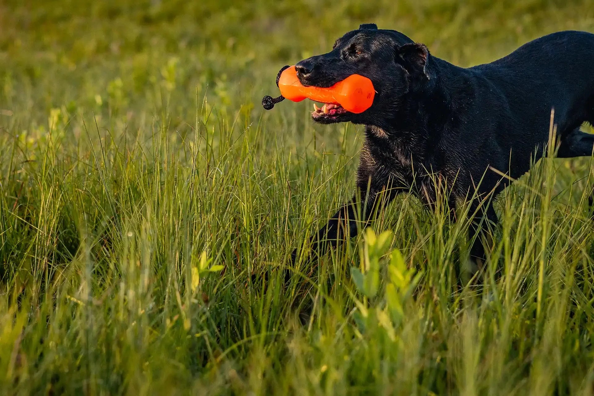 Barrows Training Bumper - Orange by Barrows Outdoor