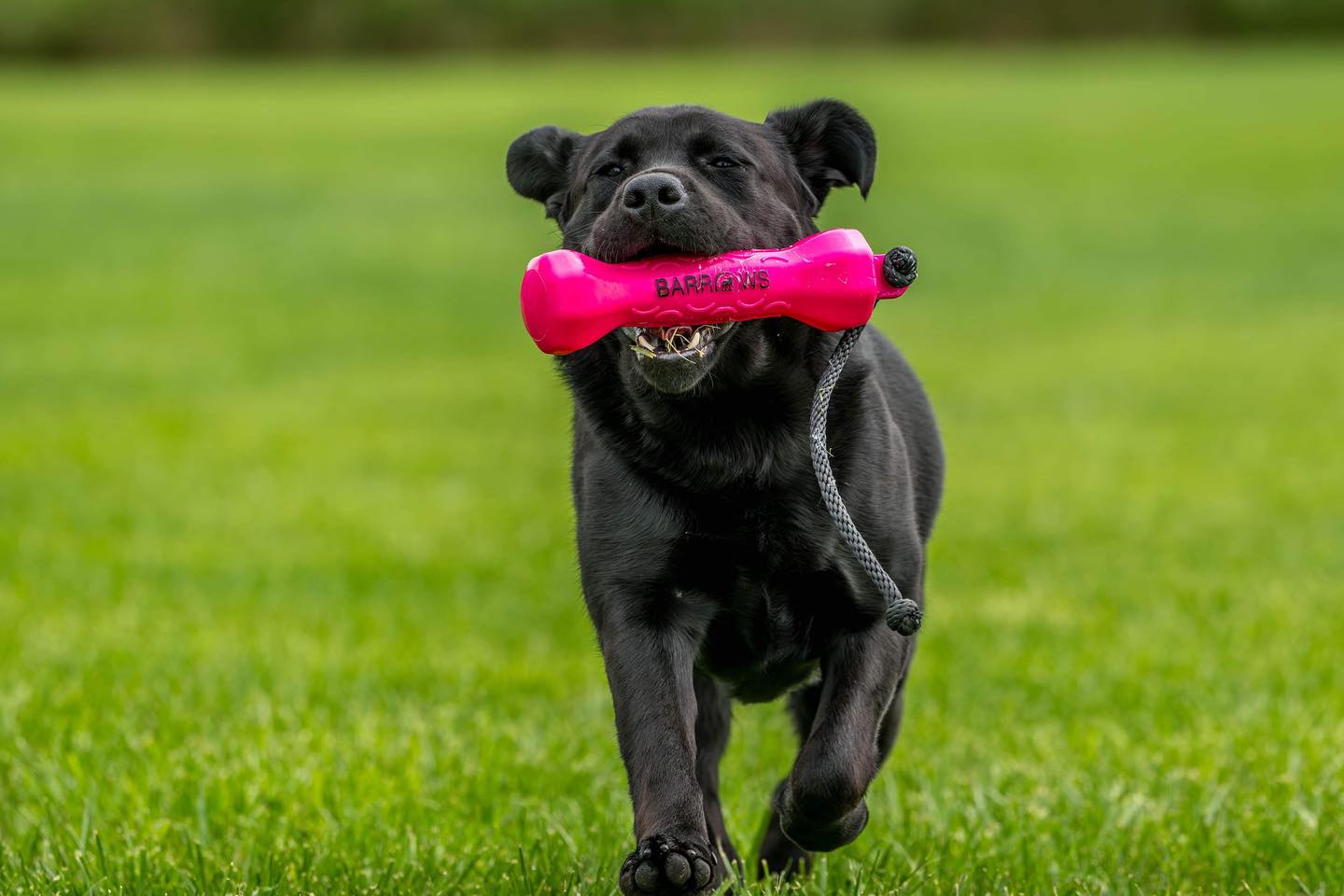 Barrows Training Bumper - Pink by Barrows Outdoor